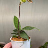 Орхидея Paphiopedilum wardii hybrid