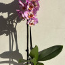 Орхидея Phalaenopsis Peach Blossom peloric 