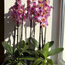 Орхидея Phalaenopsis Peach Blossom peloric 