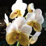 Орхидея Ascda. Krailerk White x Vanda sanderiana, alba (отцвела)