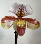Орхидея Paphiopedilum hybrid 