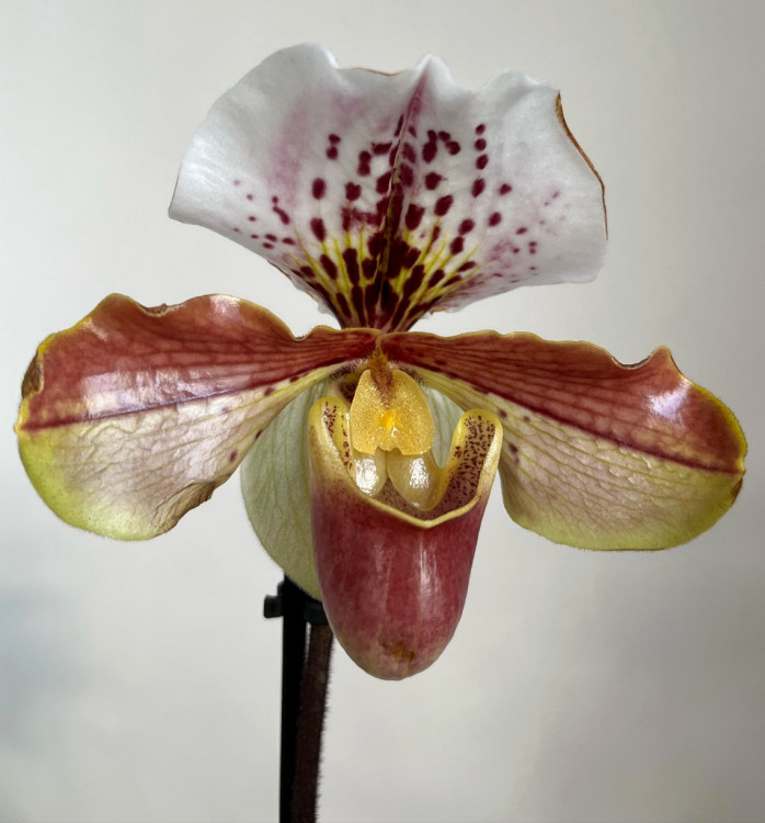Орхидея Paphiopedilum hybrid (отцвёл)