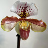 Орхидея Paphiopedilum hybrid (отцвёл)