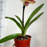 Орхидея Paphiopedilum hybrid (отцвёл)