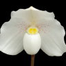 Орхидея Paphiopedilum niveum (еще не цвёл)