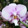 Орхидея Phalaenopsis Kerstin, multiflora 