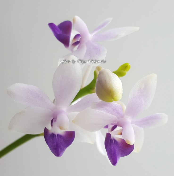 Орхидея Phal. Tzu Chiang Sapphire Blue (отцвёл)