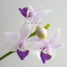 Орхидея Dtps Tzu Chiang Sapphire Blue (отцвёл)
