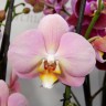 Орхидея Phalaenopsis Fangmey Baby Face (отцвел)