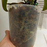 Орхидея Phalaenopsis Chia E Yenlin, multiflora (отцвел, УЦЕНКА)