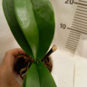 Орхидея Phalaenopsis Chia E Yenlin, multiflora (отцвел, УЦЕНКА)