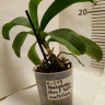 Орхидея Phalaenopsis Chia E Yenlin, multiflora (отцвел, УЦЕНКА)