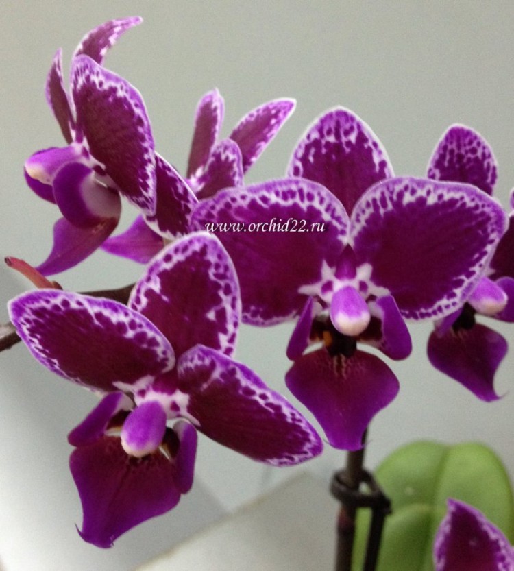 Phal chia e yenlin variegata фото