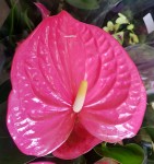 Anthurium Arisa Pink (деленка без цветов)