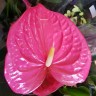 Anthurium Arisa Pink (деленка без цветов)