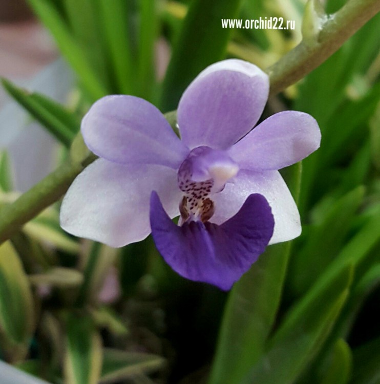 Орхидея Phal. Anna-Larati Soekardi x Doritis pulcherrima blue (еще не цвел) 