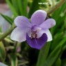 Орхидея Phal. Anna-Larati Soekardi x Doritis pulcherrima blue (еще не цвел) 