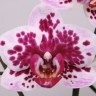 Орхидея Phalaenopsis Innocent, multiflora (отцвел)