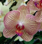 Орхидея Phalaenopsis (отцвел)                 