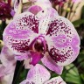 Орхидея Phalaenopsis Sevilla (отцвел)