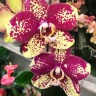 Орхидея Phalaenopsis Picasso, midi (отцвел)