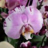 Орхидея Phalaenopsis Art Nouveau (отцвел)