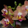 Орхидея Phalaenopsis Kantri, multiflora (отцвел)