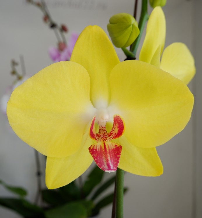 Орхидея Phalaenopsis Shiny (отцвел)