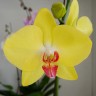 Орхидея Phalaenopsis Shiny (отцвел)