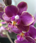 Орхидея Phal. Perfume Diffusion mutation, multiflora (отцвел)
