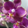 Орхидея Phal. Perfume Diffusion mutation, multiflora (отцвел)