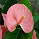 Anthurium Spirit (отцвел)