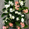 Anthurium Spirit (отцвел)
