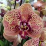 Орхидея Phalaenopsis Wild Peach 