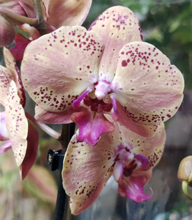 Орхидея Phalaenopsis Wild Peach (отцвел)