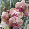 Орхидея Phalaenopsis Wild Peach (отцвел)
