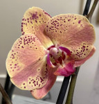 Орхидея Phalaenopsis Wild Peach (отцвел)