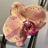 Орхидея Phalaenopsis Wild Peach (отцвел)