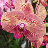 Орхидея Phalaenopsis Wild Peach (отцвел)