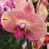 Орхидея Phalaenopsis Wild Peach (отцвел)