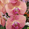 Орхидея Phalaenopsis Wild Peach (отцвел)
