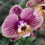 Орхидея Phalaenopsis (отцвел) 