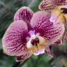 Орхидея Phalaenopsis (отцвел) 