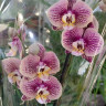 Орхидея Phalaenopsis (отцвел) 