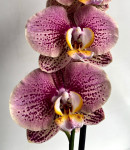 Орхидея Phalaenopsis Long Pride Berger (отцвел) 