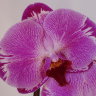 Орхидея Phalaenopsis Karren Brady