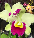 Орхидея Cattleya Greenwich (отцвела)