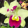 Орхидея Cattleya Greenwich (отцвела)