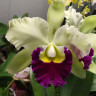 Орхидея Cattleya Greenwich (отцвела)