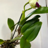 Орхидея Cattleya Greenwich (отцвела)
